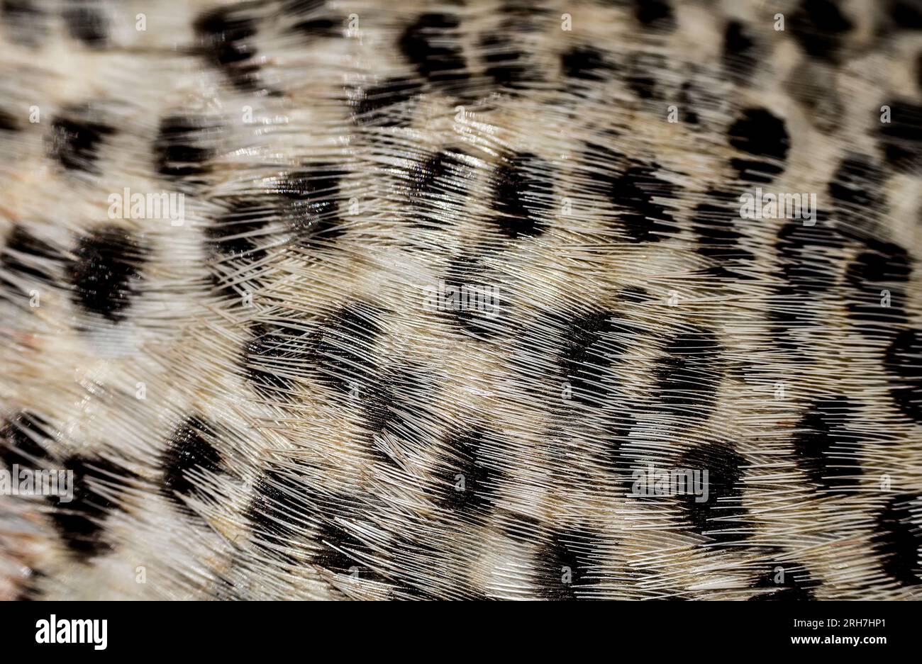 Progetto di esempio. Bel motivo sulle piume degli uccelli. Grouse Foto Stock