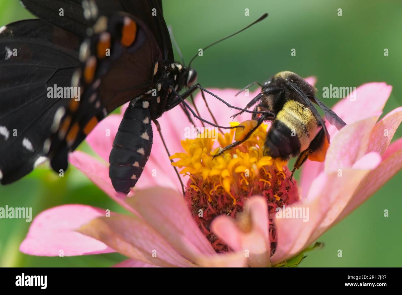 Questo Bumblebee non era molto contento che la farfalla a coda di rondine si intromettesse nel suo spazio. Foto Stock