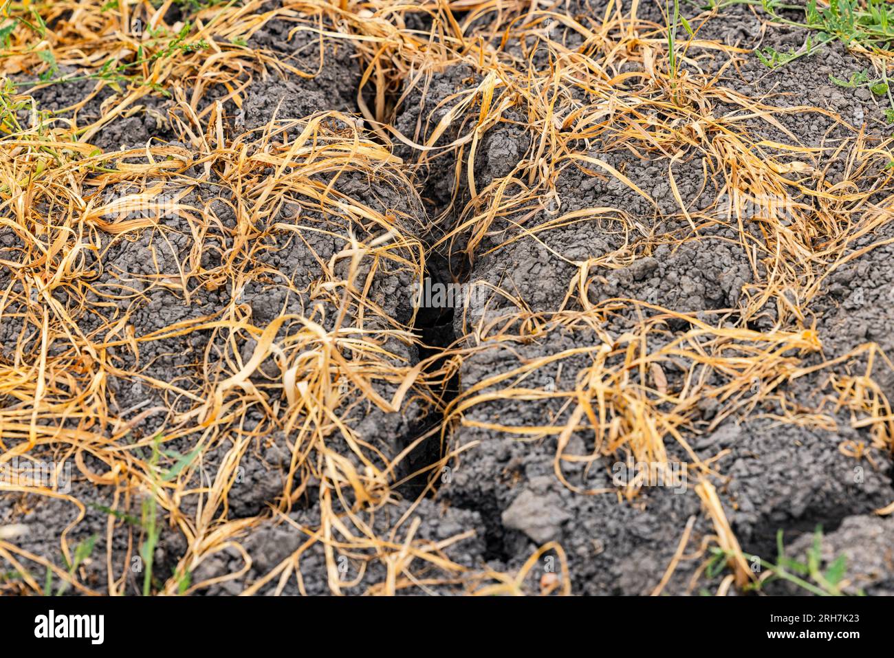 Piante appassite in un campo agricolo a causa della siccità e della carenza di acqua in crisi climatica, estate in Germania Foto Stock