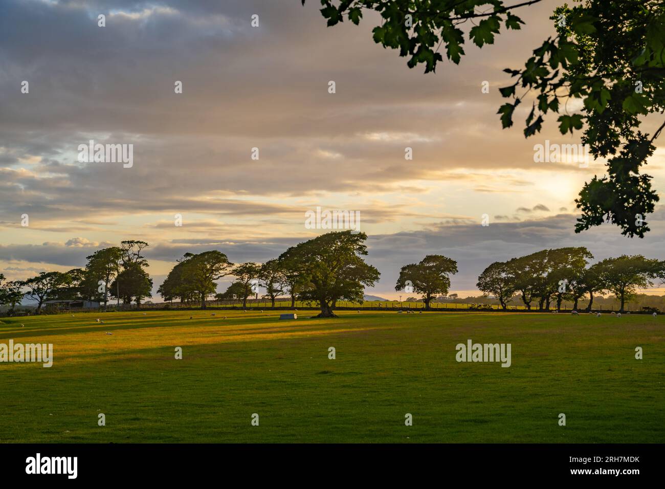 Alberi piegati a vento e vecchi bordi del campo sullo skyline vicino a Llanystumdwy nel Galles del Nord Foto Stock