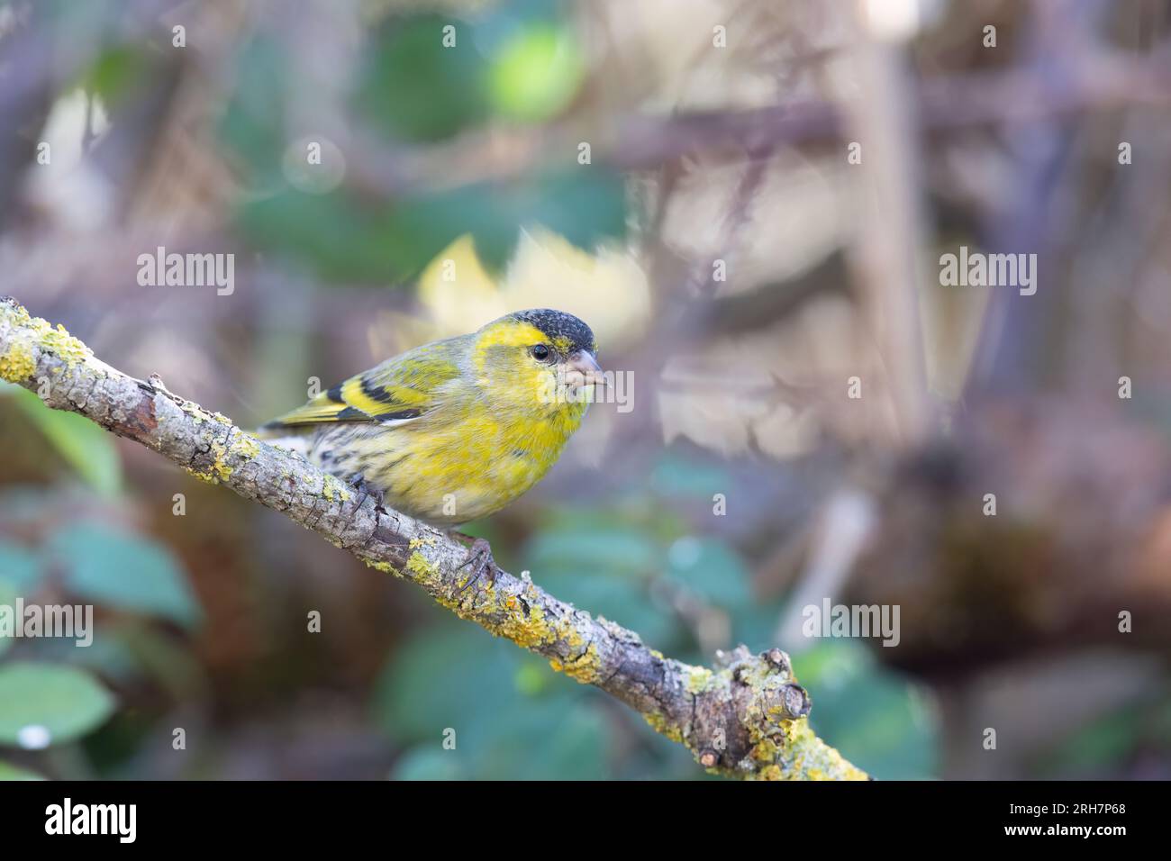 Il siskin eurasiatico o il siskin europeo (Spinus spinus) , piccolo uccello passerino della famiglia finch Fringillidae. Foto Stock