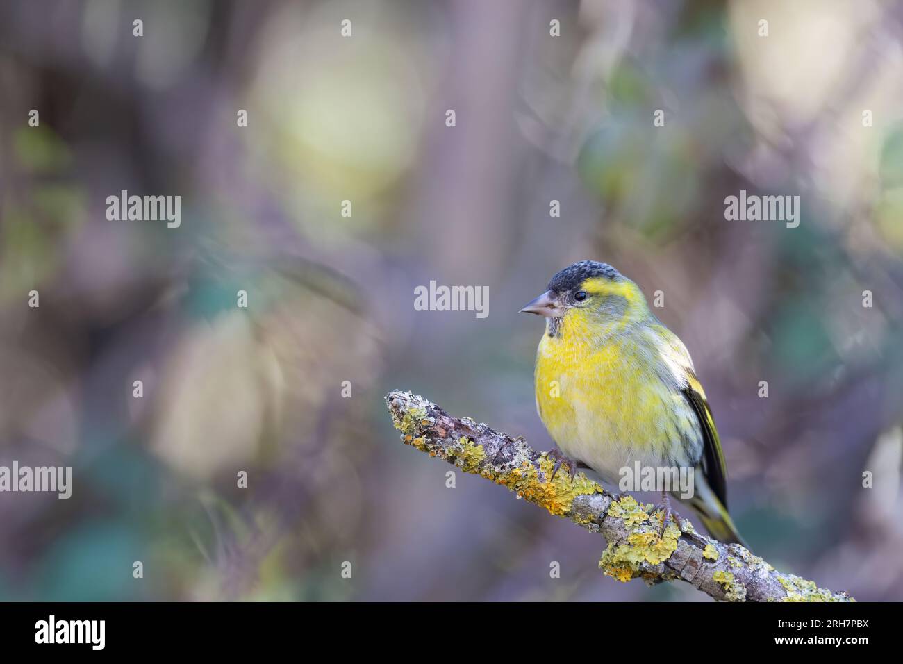 Il siskin eurasiatico o il siskin europeo (Spinus spinus) , piccolo uccello passerino della famiglia finch Fringillidae. Foto Stock