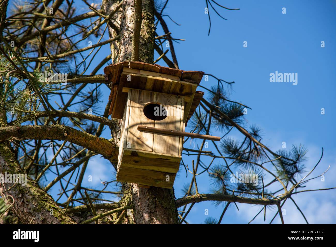nido di uccelli in legno nell'albero Foto Stock