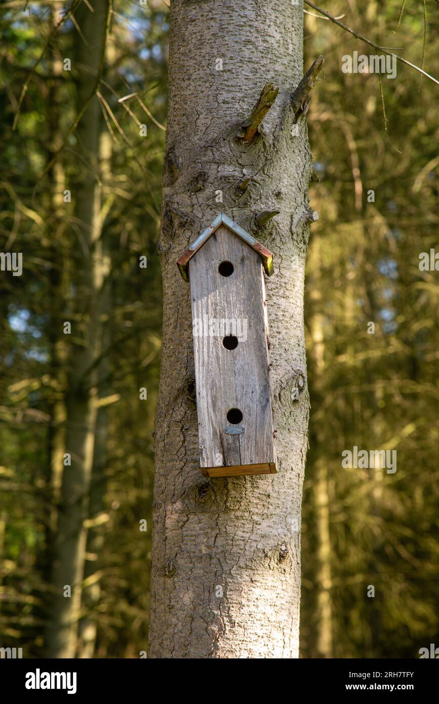nido di uccelli in legno nell'albero Foto Stock