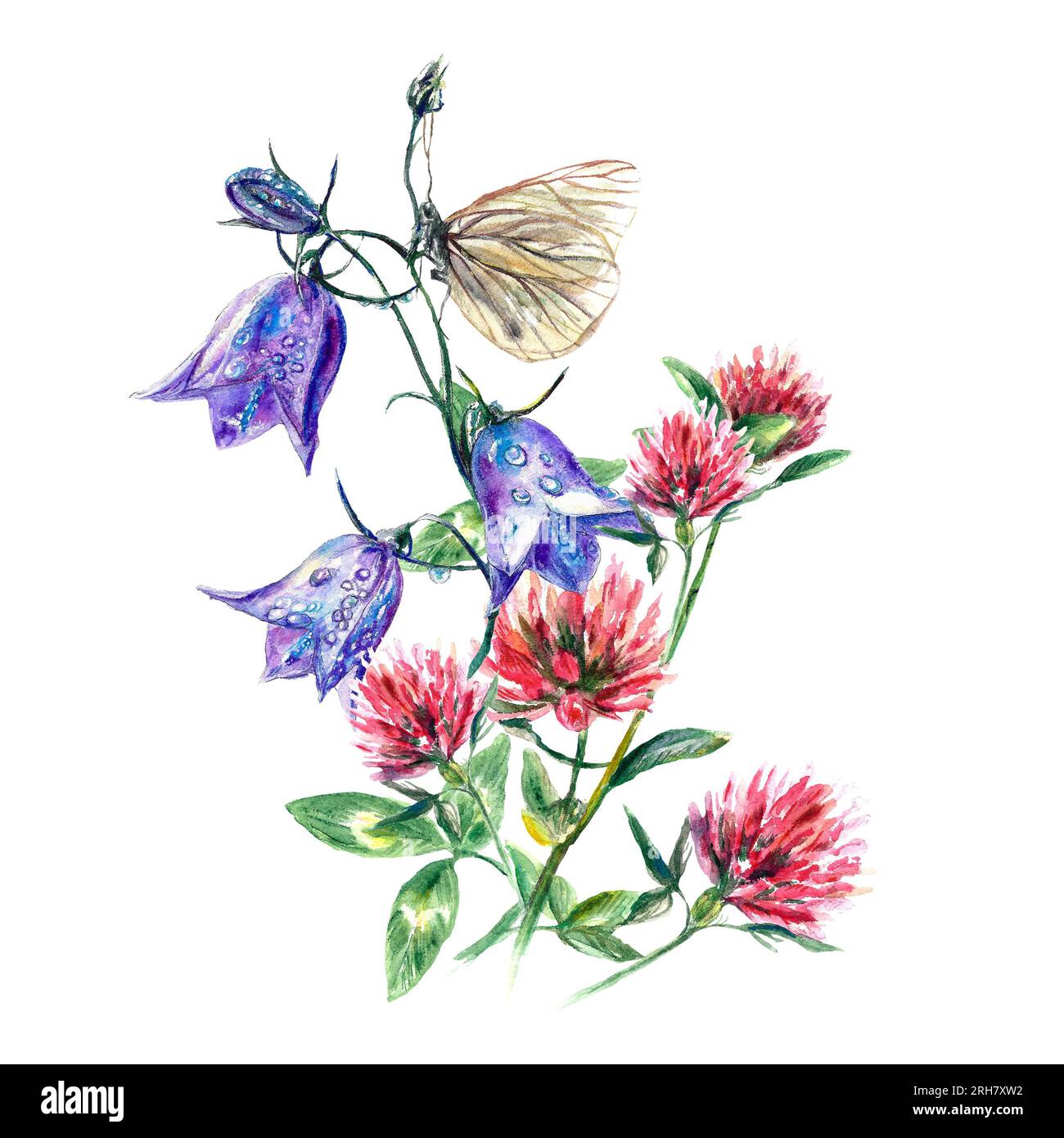 Trifoglio rosa, campanelli azzurri e una farfalla. Illustrazione ad acquerello di fiori di prato isolati su sfondo bianco. Biglietti d'auguri, inviti di nozze. Foto Stock