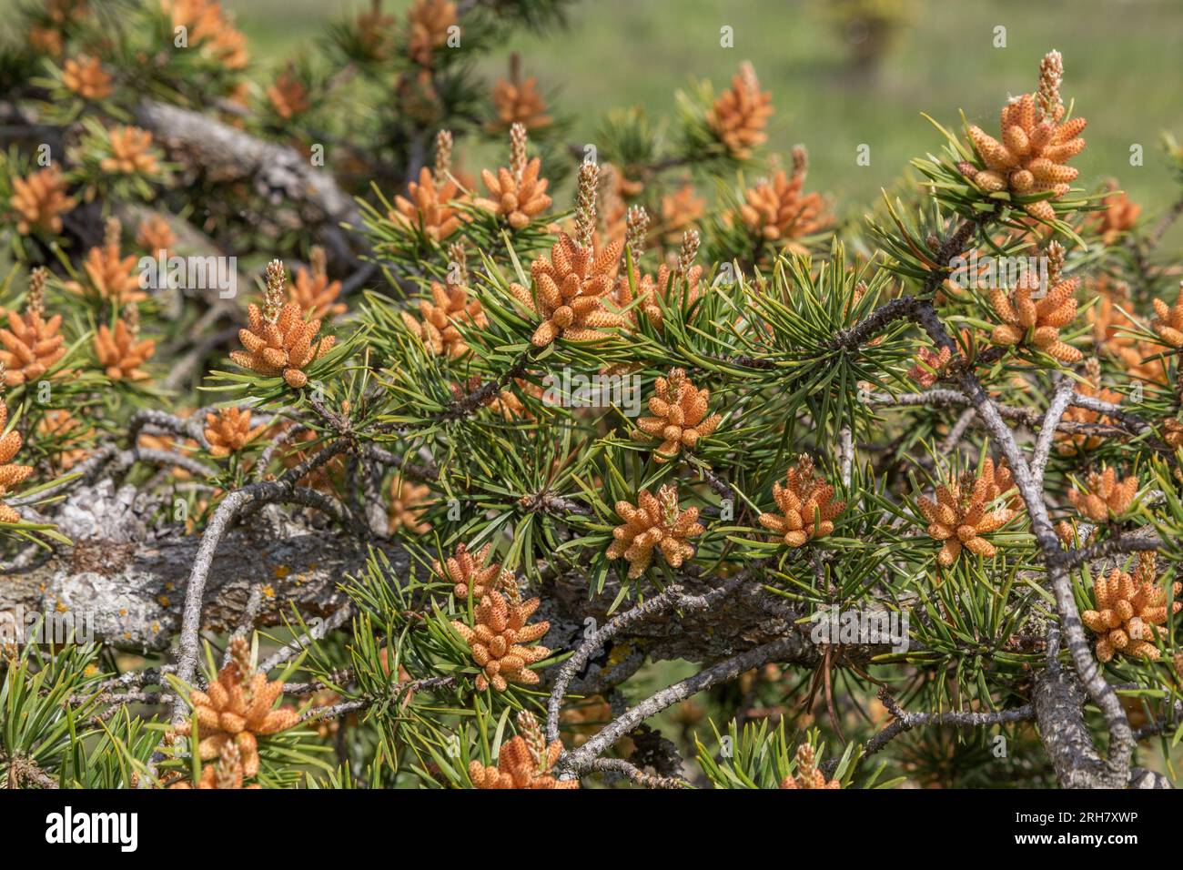 Un primo piano del pino Jack (pinus banksiana) in primavera. Foto Stock