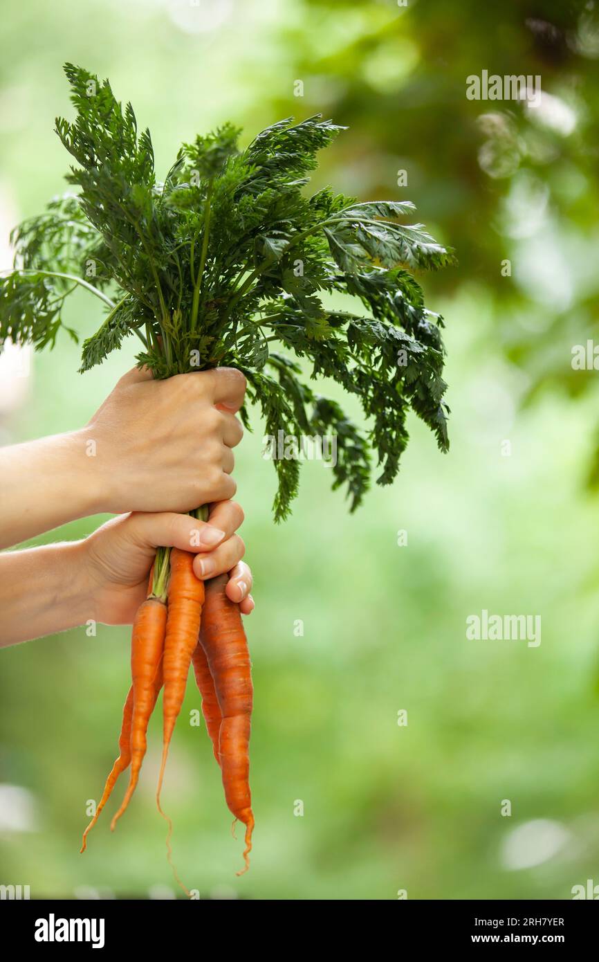 Crudo, vegano, vegetariano, concetto di cibo. La mano di una donna tiene tre carote fresche con la maglia. Sfondo sfocato, spazio di copia. Foto Stock