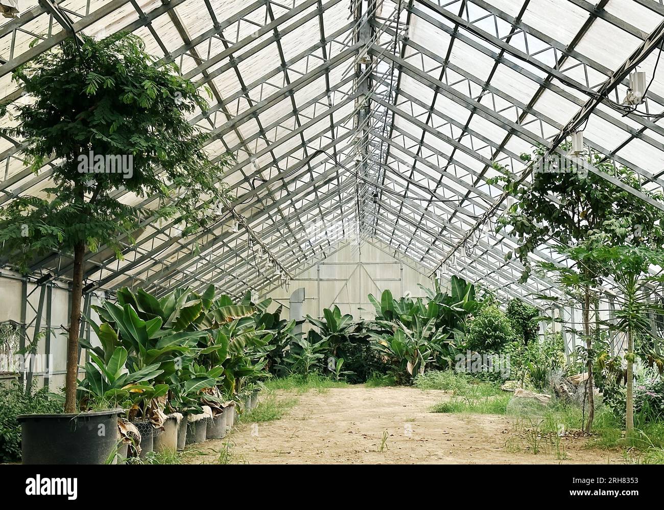 Enormi serre o serre con alberi coltivati in ambienti chiusi e coltivati. Allevamento di piante nell'industria orticola. Foto Stock