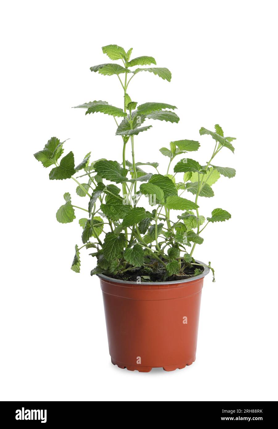 Pianta aromatica di limone in vaso verde isolata su bianco Foto Stock