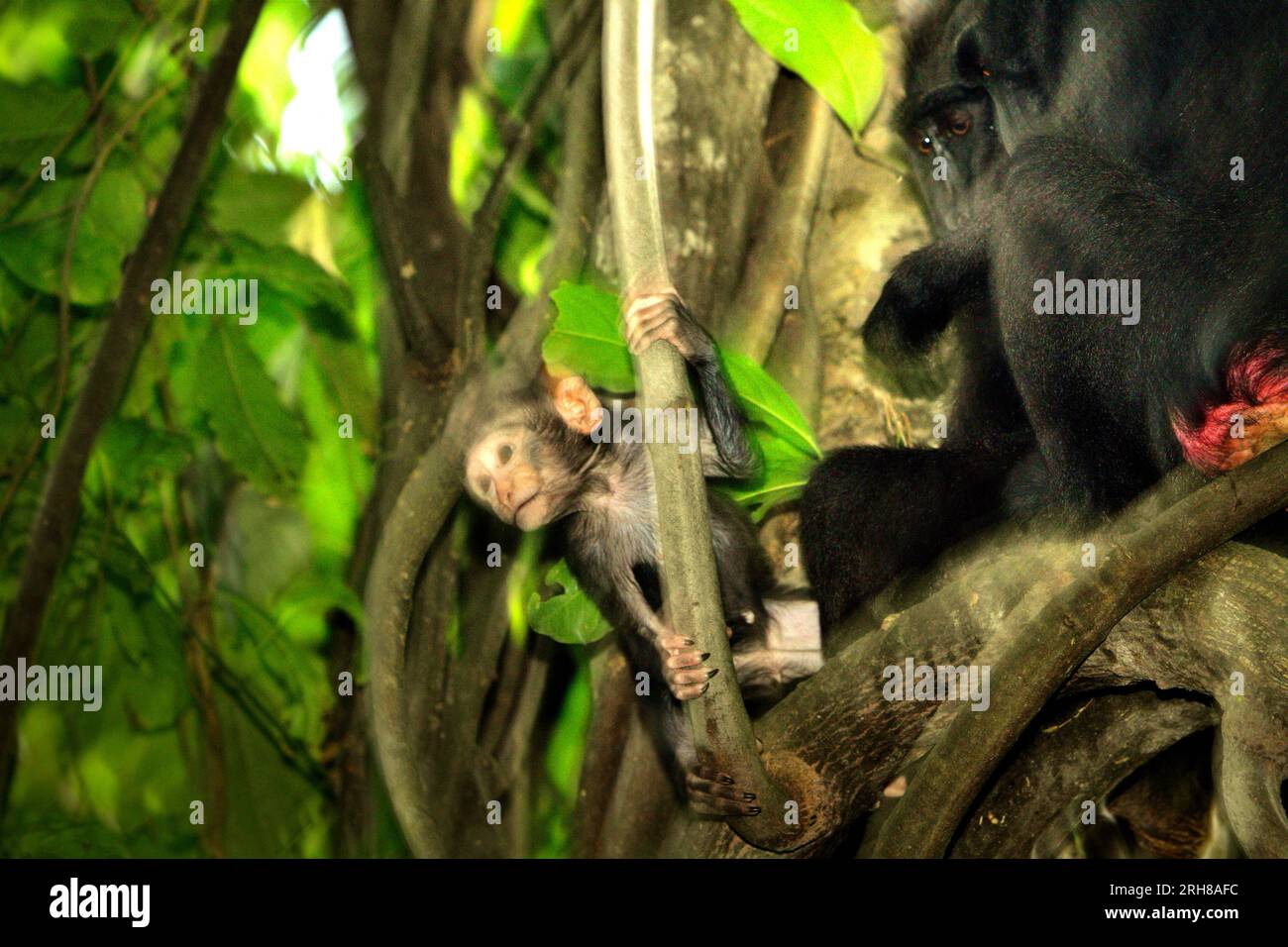 Un macaco crestato (Macaque nigra) sta giocando vicino a un individuo femminile adulto su un albero nella foresta di Tangkoko, Sulawesi settentrionale, Indonesia. L'età compresa tra cinque mesi e un anno è la fase della vita di un macaco crestato in cui la mortalità infantile è la più alta. Gli scienziati primati del Macaca Nigra Project hanno osservato che 17 dei 78 bambini (22%) sono scomparsi nel loro primo anno di vita. Otto dei corpi morti di questi 17 bambini sono stati trovati con grandi ferite da puntura. Un altro primate scienziato, J. P. Higham, ha aggiunto che le sparizioni infantili aumentano dopo l'arrivo di un nuovo maschio alfa... Foto Stock