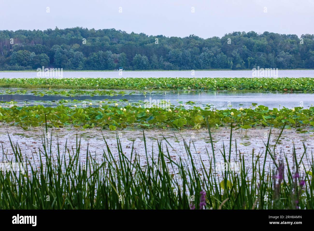 Bellissime piante e fiori di loto, nelumbo nucifera, che simboleggia la purezza, l'illuminazione spirituale e la rinascita, cresce in abbondanza sul lago Lotus. Foto Stock