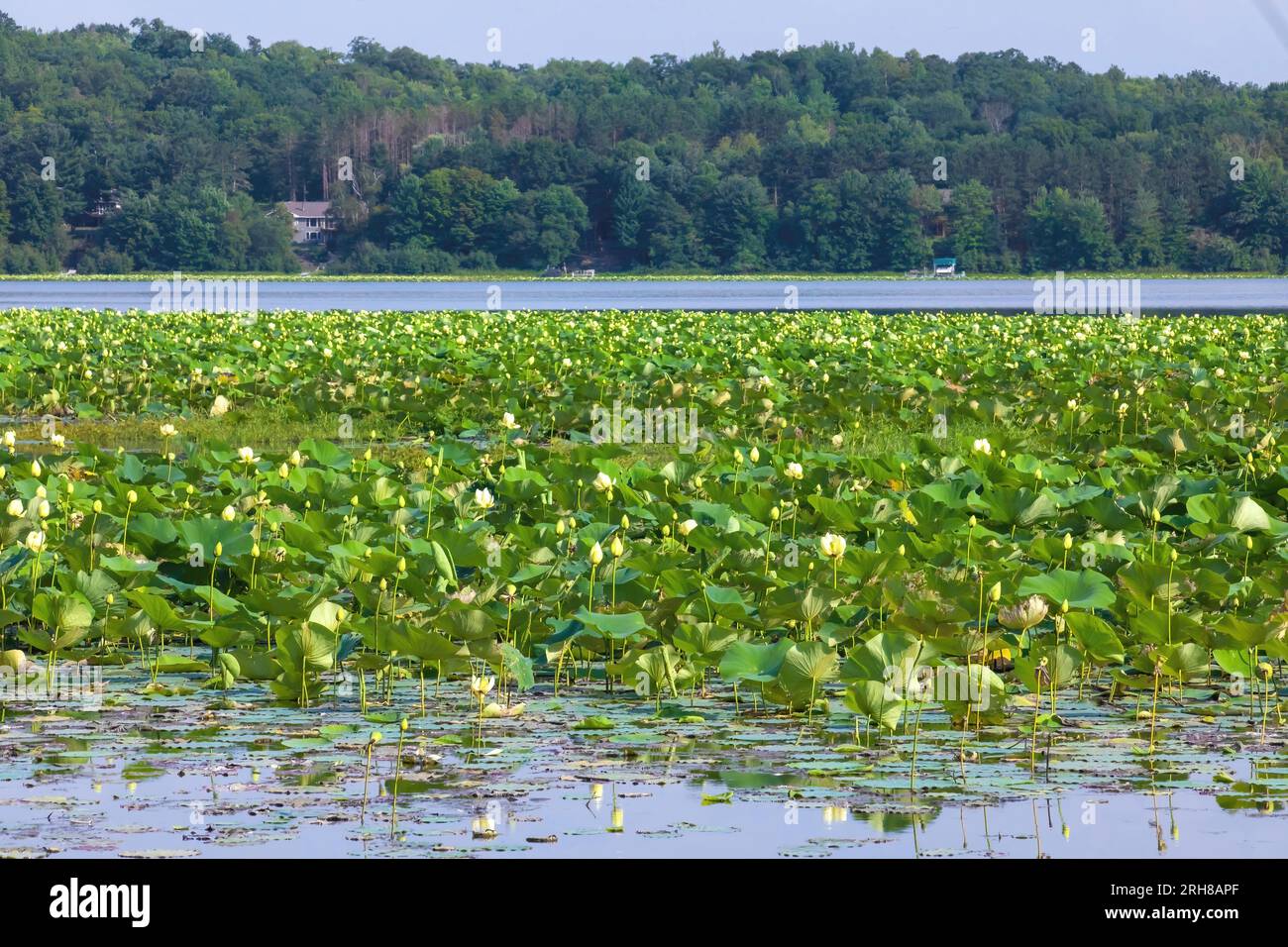 Bellissime piante e fiori di loto, nelumbo nucifera che simboleggia la purezza, l'illuminazione a spirale e la rinascita che crescono in abbondanza sul lago Lotus. Foto Stock