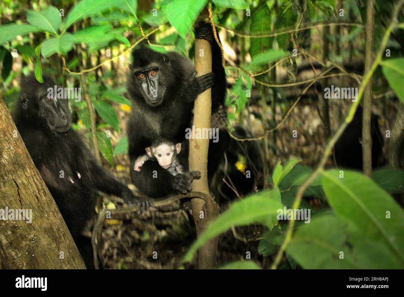 Ritratto di due individui femminili di macaco crestato (Macaca nigra) con un bambino nella foresta di Tangkoko, Sulawesi settentrionale, Indonesia. L'età compresa tra cinque mesi e un anno è la fase della vita di un macaco crestato in cui la mortalità infantile è la più alta. Gli scienziati primati del Macaca Nigra Project hanno osservato che 17 dei 78 bambini (22%) sono scomparsi nel loro primo anno di vita. Otto dei corpi morti di questi 17 bambini sono stati trovati con grandi ferite da puntura. Un altro primate scienziato, J. P. Higham, ha aggiunto che le sparizioni infantili aumentano dopo l'arrivo di un nuovo maschio alfa... Foto Stock