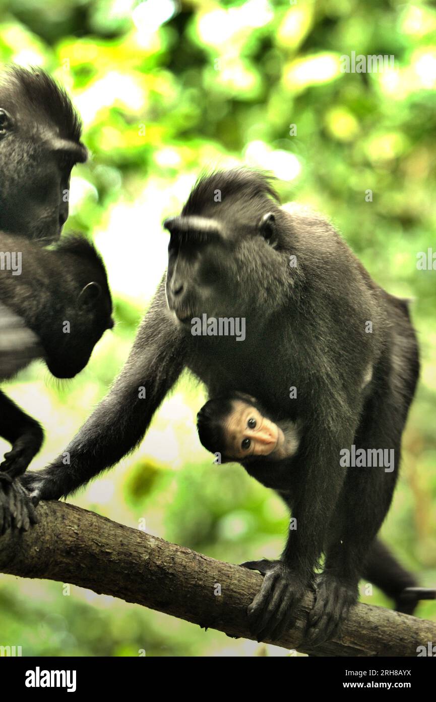 Una femmina di macaco crestato (Macaque nigra) trasporta un bambino in quanto sta avendo un'interazione con altri individui nella foresta di Tangkoko, Sulawesi settentrionale, Indonesia. L'età compresa tra cinque mesi e un anno è la fase della vita di un macaco crestato in cui la mortalità infantile è la più alta. Gli scienziati primati del Macaca Nigra Project hanno osservato che 17 dei 78 bambini (22%) sono scomparsi nel loro primo anno di vita. Otto dei corpi morti di questi 17 bambini sono stati trovati con grandi ferite da puntura. Un altro primate scienziato, J. P. Higham, ha aggiunto che "le sparizioni infantili aumentano dopo l'arrivo di una nuova alfa.. Foto Stock