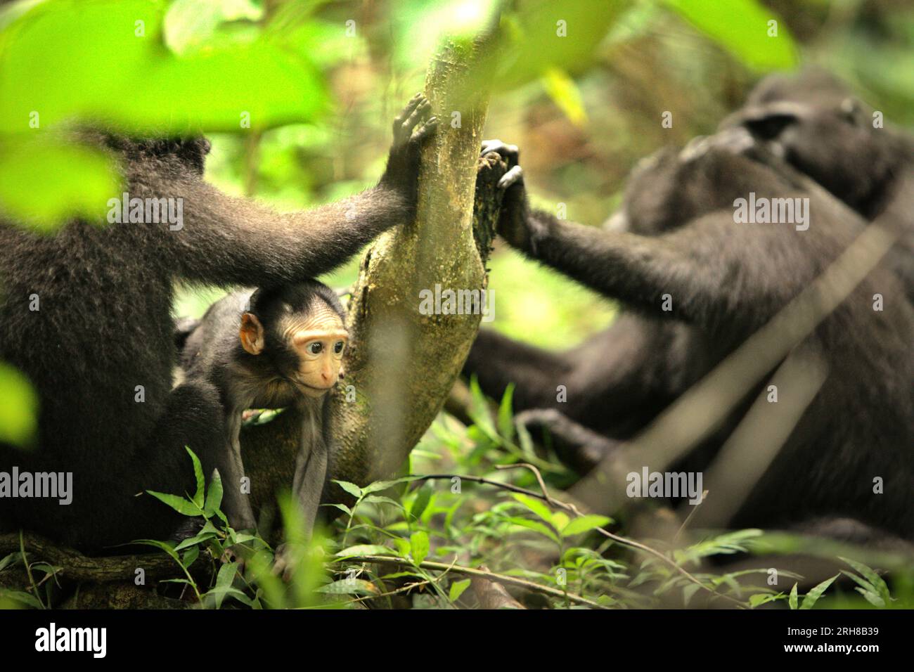 Un bambino macaco crestato (Macaque nigra) sta giocando nel mezzo di un gruppo di individui femminili adulti nella foresta di Tangkoko, Sulawesi settentrionale, Indonesia. L'età compresa tra cinque mesi e un anno è la fase della vita di un macaco crestato in cui la mortalità infantile è la più alta. Gli scienziati primati del Macaca Nigra Project hanno osservato che 17 dei 78 bambini (22%) sono scomparsi nel loro primo anno di vita. Otto dei corpi morti di questi 17 bambini sono stati trovati con grandi ferite da puntura. Un altro primate scienziato, J. P. Higham, ha aggiunto che le sparizioni infantili aumentano dopo l'arrivo di un nuovo maschio alfa... Foto Stock