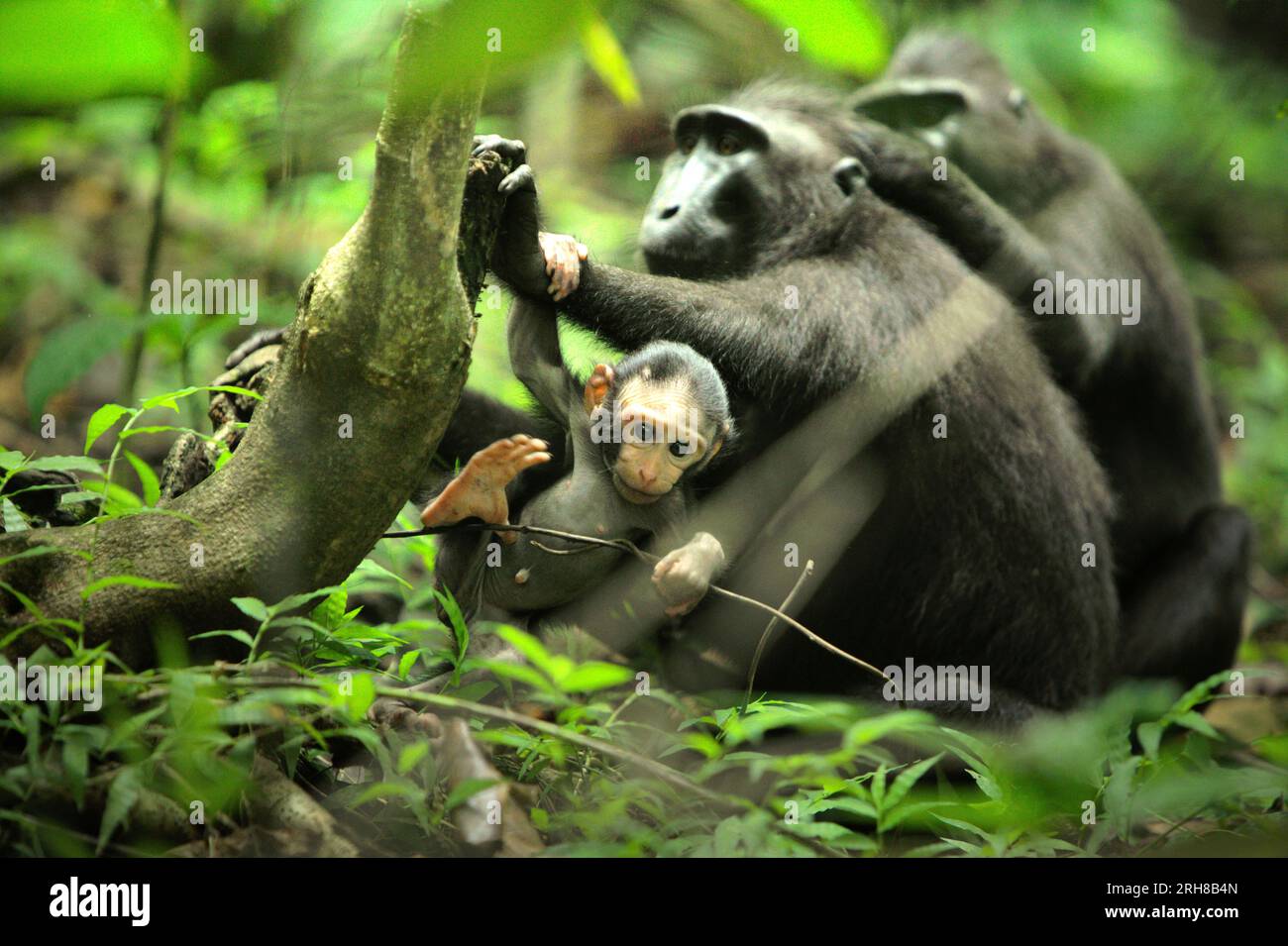Un bambino macaco crestato (Macaque nigra) sta giocando nel mezzo di un gruppo di individui femminili adulti nella foresta di Tangkoko, Sulawesi settentrionale, Indonesia. L'età compresa tra cinque mesi e un anno è la fase della vita di un macaco crestato in cui la mortalità infantile è la più alta. Gli scienziati primati del Macaca Nigra Project hanno osservato che 17 dei 78 bambini (22%) sono scomparsi nel loro primo anno di vita. Otto dei corpi morti di questi 17 bambini sono stati trovati con grandi ferite da puntura. Un altro primate scienziato, J. P. Higham, ha aggiunto che le sparizioni infantili aumentano dopo l'arrivo di un nuovo maschio alfa... Foto Stock