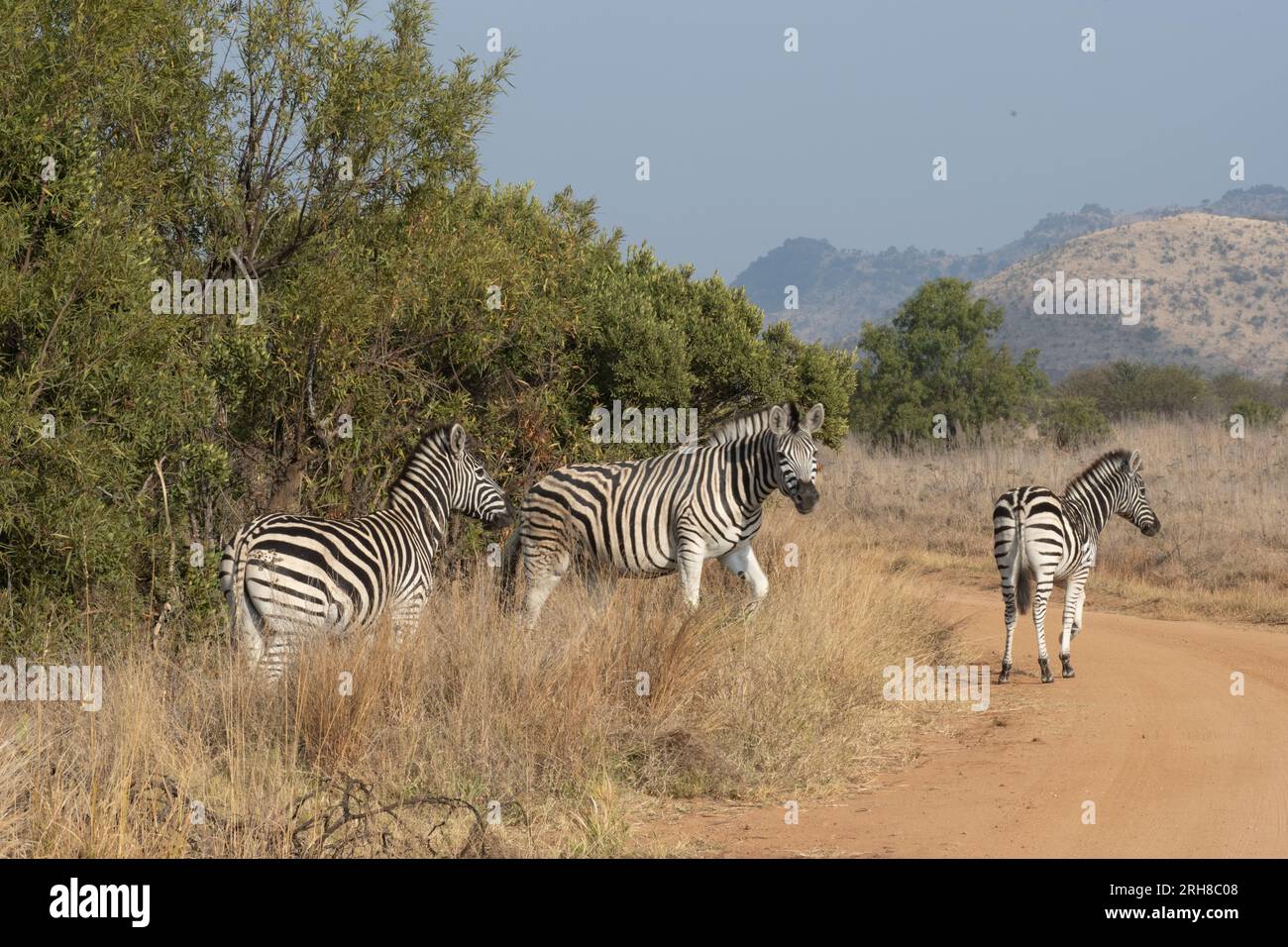 Tre zebre che attraversano la strada in Africa. Foto Stock
