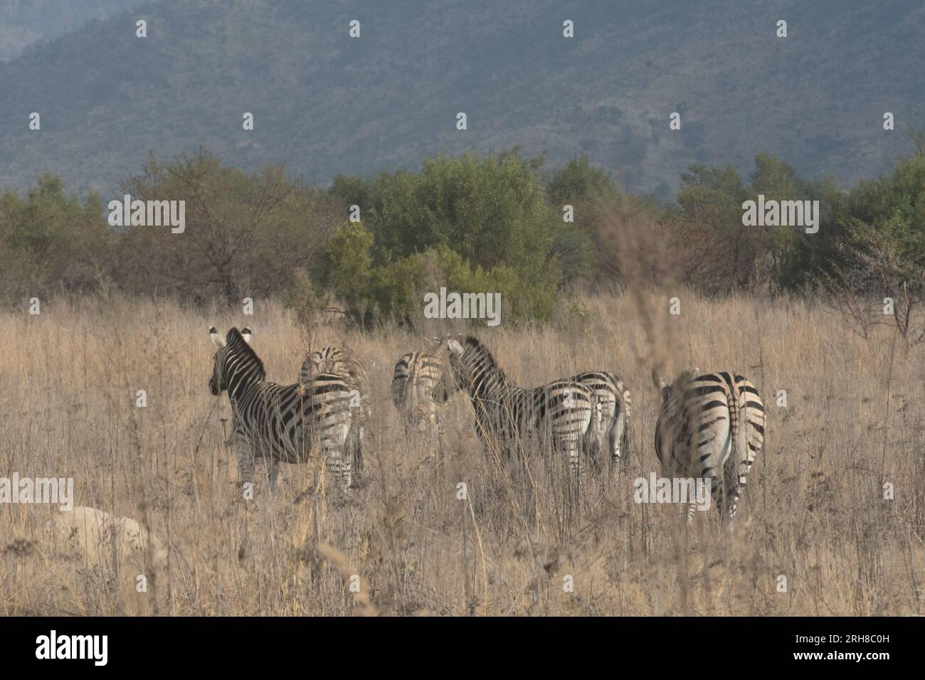 Cinque zebre che camminano nelle praterie con le colline alle spalle. Foto Stock