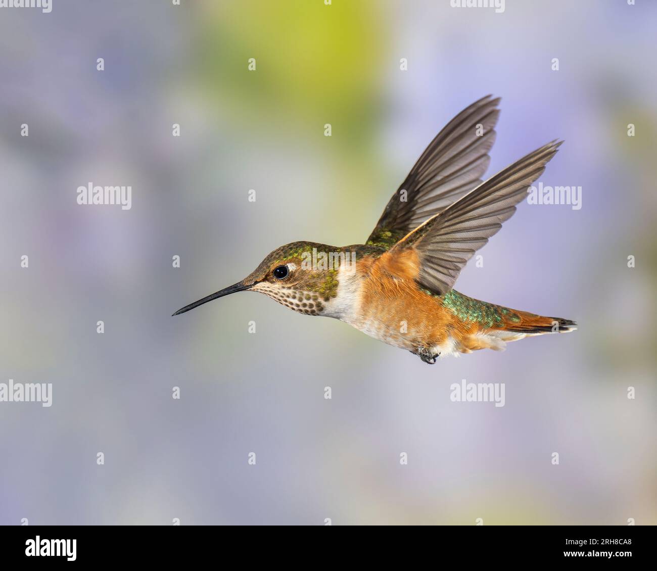 Immaturo maschio Rufous Hummingbird in volo Foto Stock