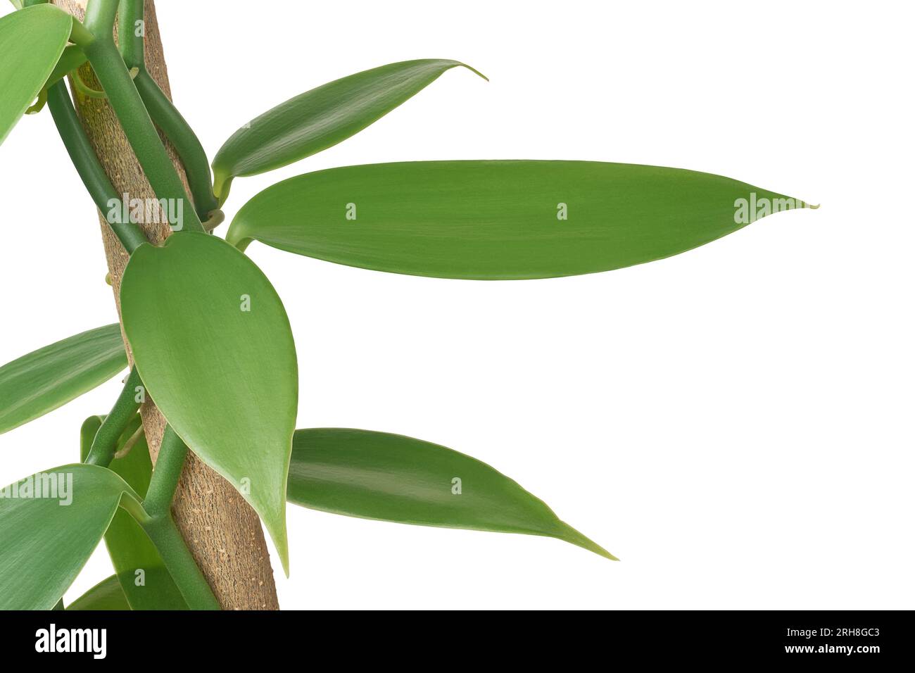 primo piano della pianta di fioritura di orchidee alla vaniglia che si arrampica sull'albero, nota anche come vaniglia a lievitazione piatta, pianta dalla quale si ottiene o si ricava isolata la vaniglia Foto Stock