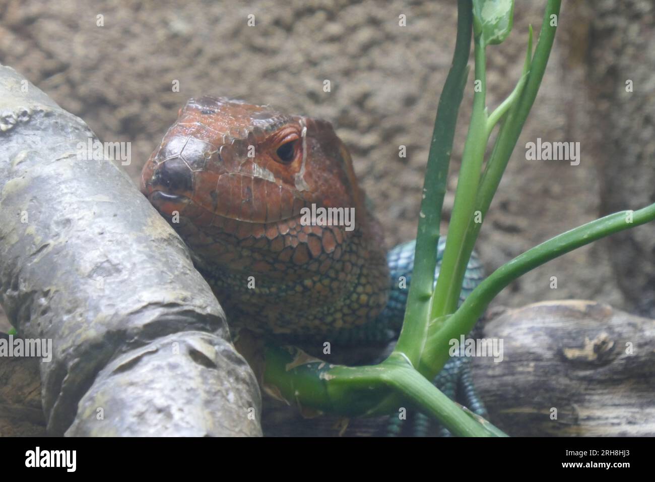 Los Angeles, California, USA 14 agosto 2023 Caiman Lizard in Rainforest of the Americas presso LA Zoo il 14 agosto 2023 a Los Angeles, California, USA. Foto di Barry King/Alamy Stock Photo Foto Stock