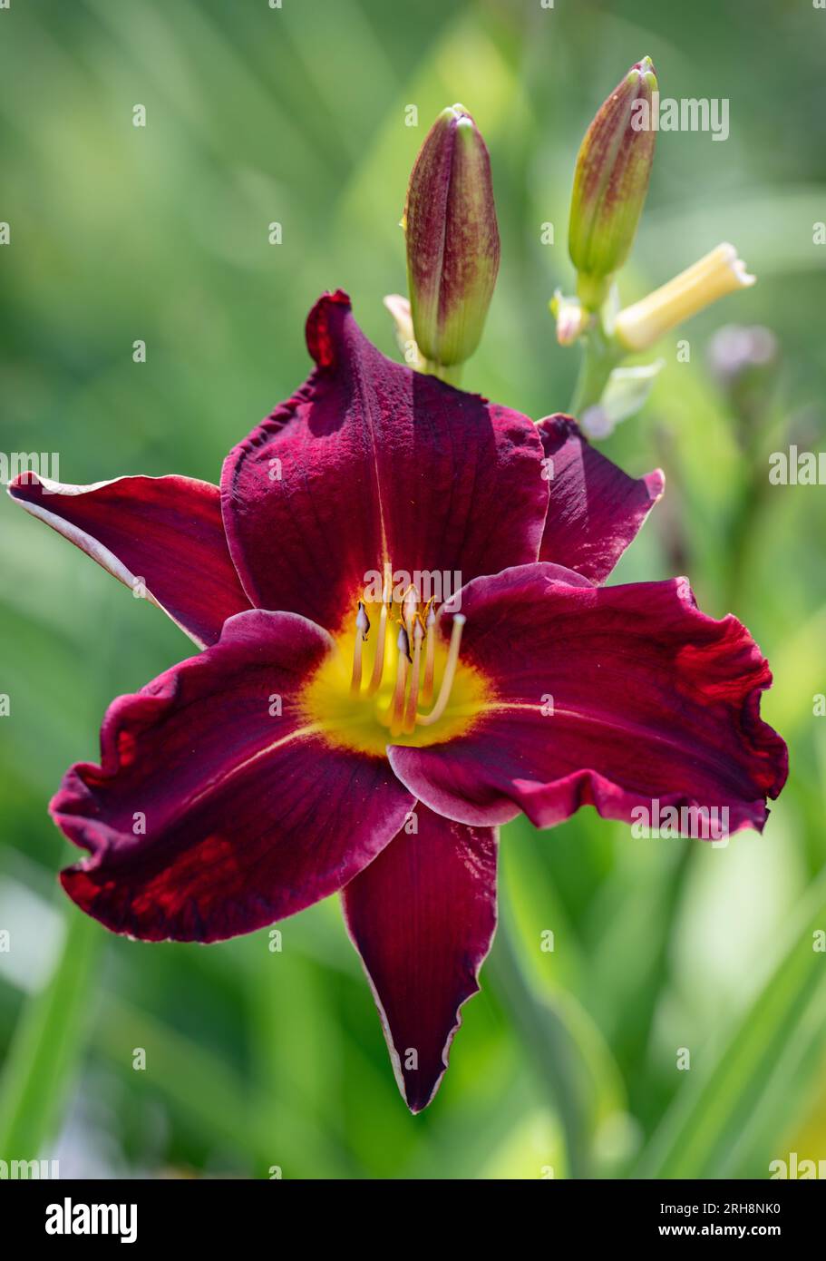 'Ed Murray' Daylily, Daglilja (Hemerocallis) Foto Stock