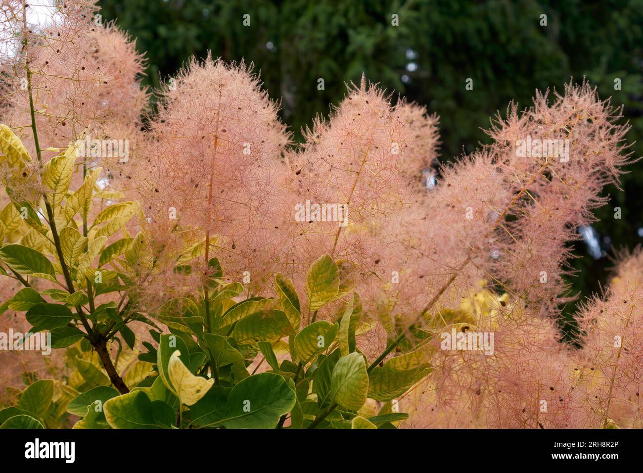 Primo piano di uno Smoke Tree rosa o Smoketree (Cotinus) in fiore, Vancouver, British Columbia, Canada Foto Stock