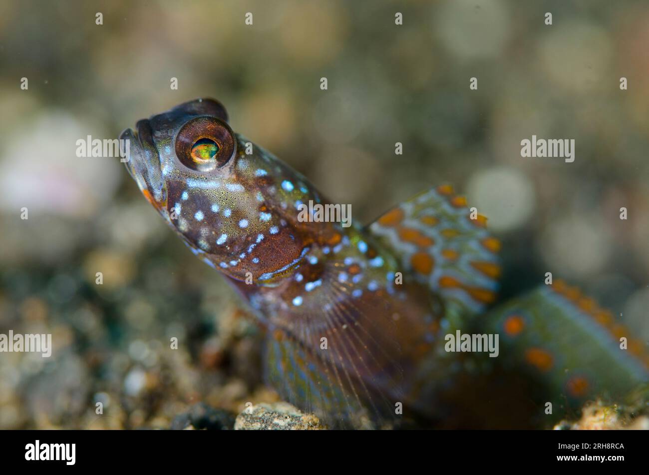 Wide Barred Goby, Amblyeleotris latifasciata, con pinna estesa, sito di immersione Bronsel, stretto di Lembeh, Sulawesi, Indonesia Foto Stock