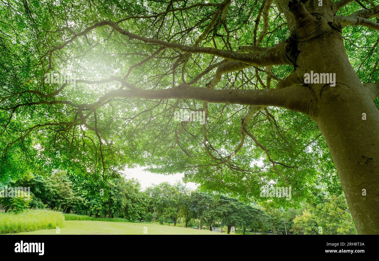 Green Tree presso il campo da golf dell'hotel o del resort. Ambiente fresco. Le piante verdi danno ossigeno. L'albero con foglie verdi cattura l'anidride carbonica nell'aria. Foto Stock