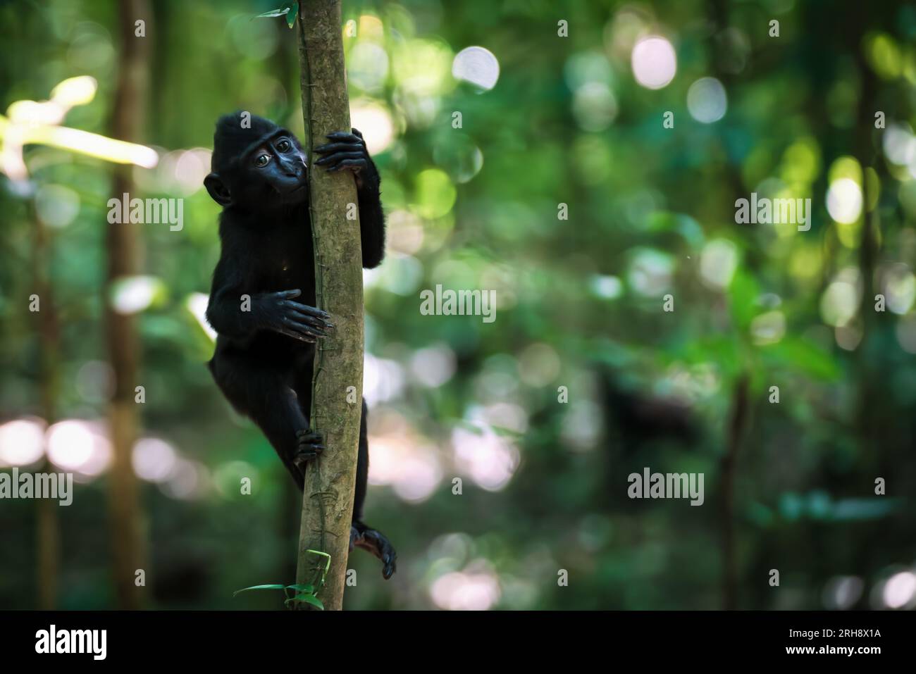 Giovani Celebes Crested Black Macaque, Macaca nigra, con grandi occhi nella foresta del Parco Nazionale di Tangkoko, Sulawesi, Indonesia Foto Stock