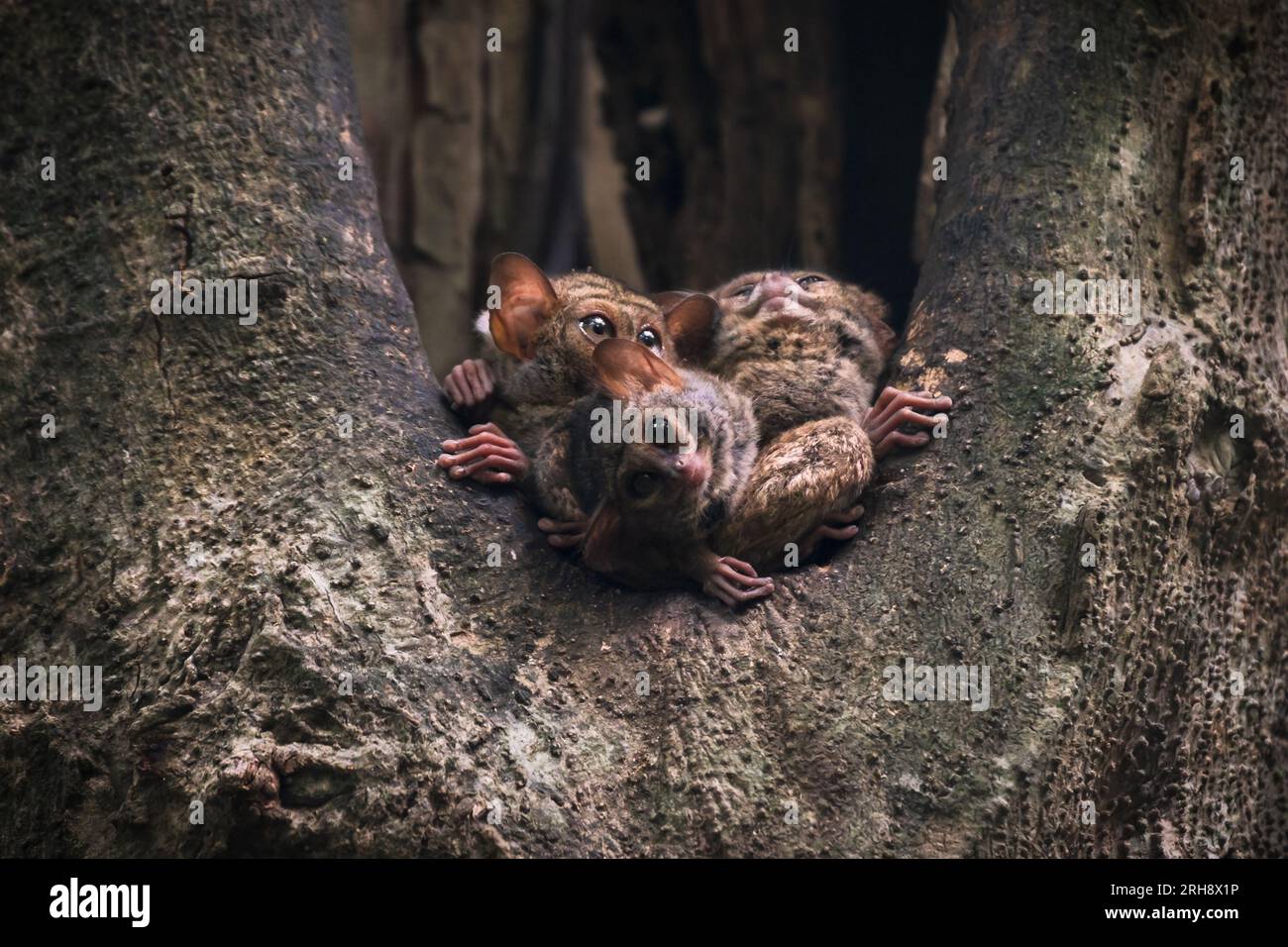 Famiglia di tarsier spettrali, Tarsuis Tarsier, al crepuscolo in un buco di alberi nel Parco Nazionale di Tangkoko, Sulawesi settentrionale, Indonesia Foto Stock