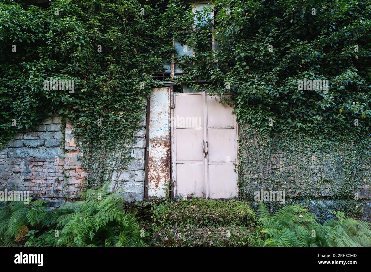 Muro di casa abbandonata pesantemente ricoperto di piante verdi con porta di ferro arrugginita. Foto Stock