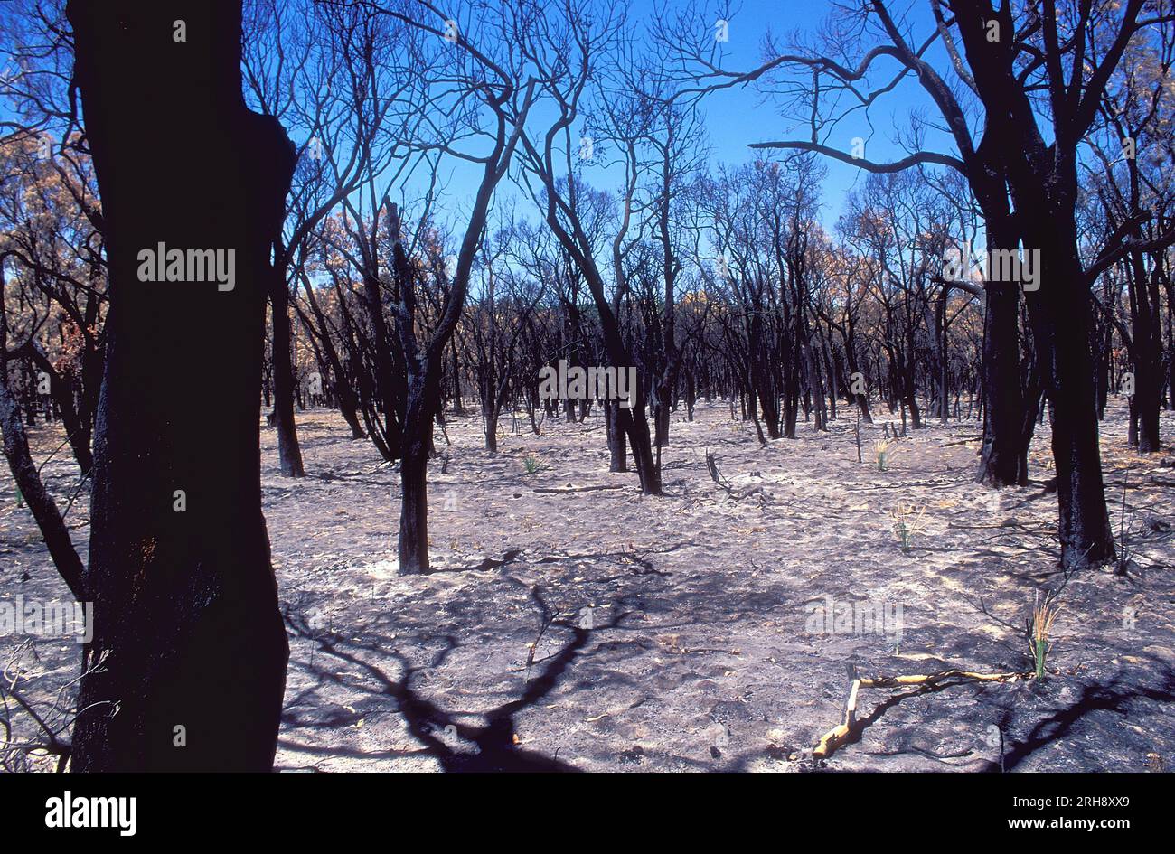 Tre settimane dopo un incendio a Kings Park, Perth, Australia Occidentale Foto Stock