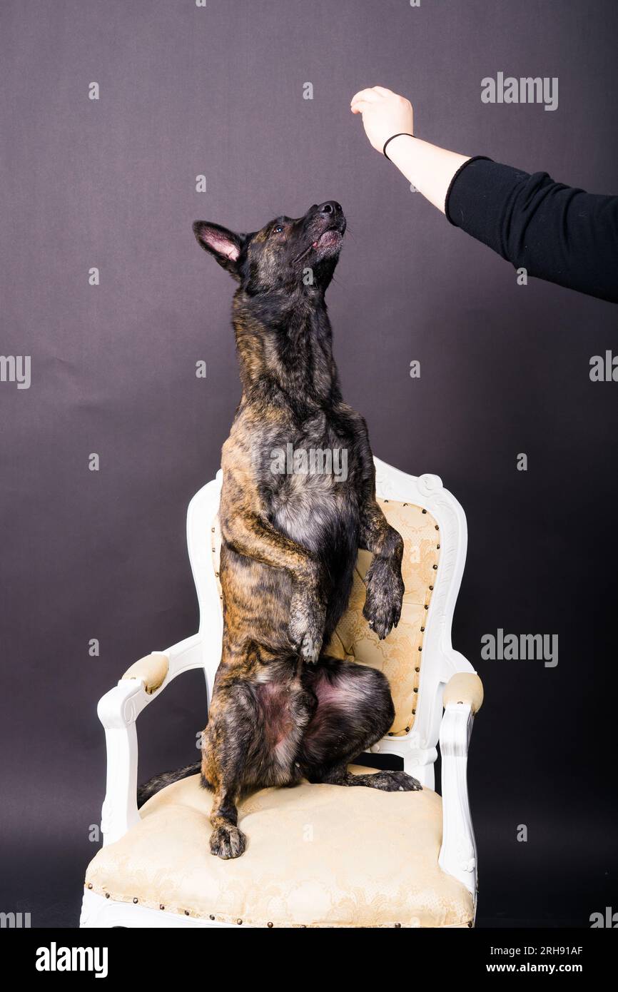 Simpatico cane da pastore che ottiene uno spuntino gustoso dalla mano del coltivatore anonimo su sfondo scuro Foto Stock