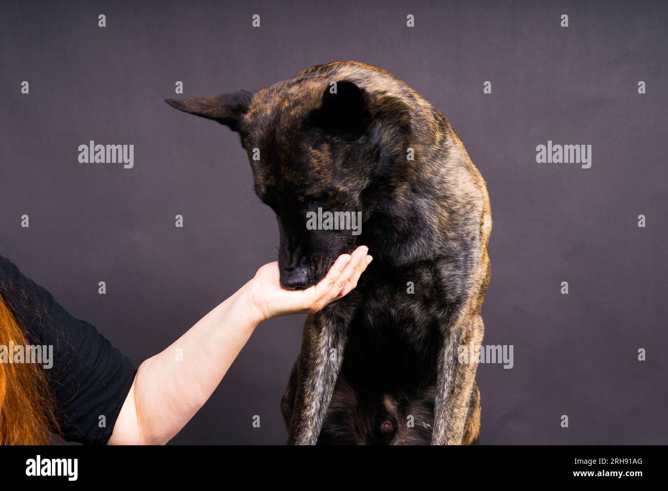 Simpatico cane da pastore che ottiene uno spuntino gustoso dalla mano del coltivatore anonimo su sfondo scuro Foto Stock
