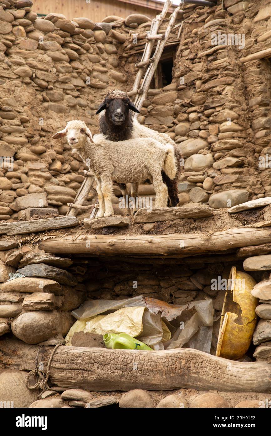 India, Ladakh, Suru Valley, Panikhar, capre nel cortile della vecchia casa del villaggio Foto Stock
