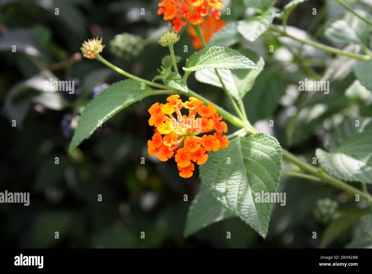 Fiori arancioni e gialli di lantana comune (Lantana camara) : (pix Sanjiv Shukla) Foto Stock