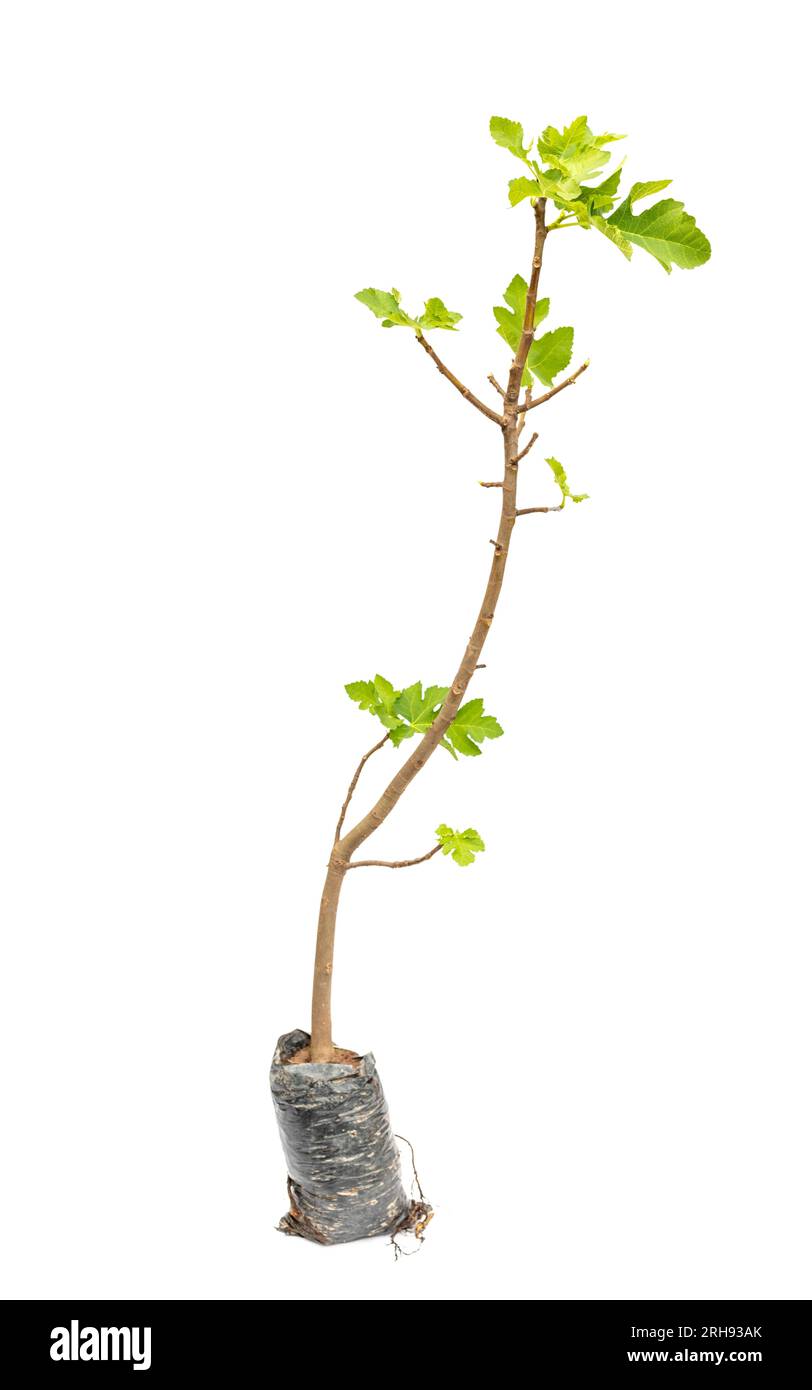 Fichi albero da frutto in sacchetto di plastica isolato su sfondo bianco Foto Stock