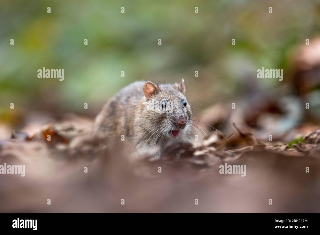 Ratto marrone; Rattus norvegicus; bocca aperta; Regno Unito Foto Stock