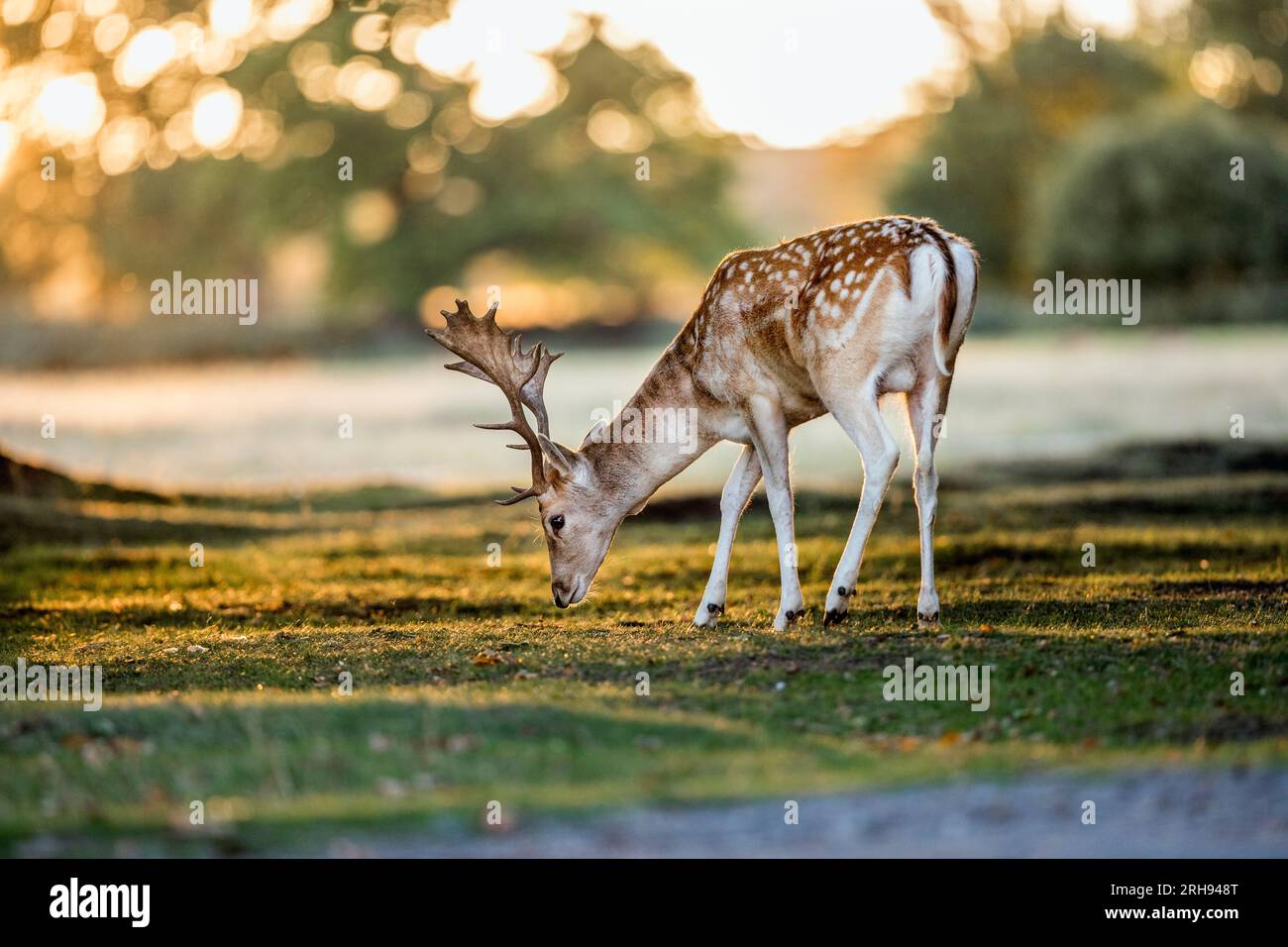 Fallow Deer; Dama dama; Buck; Backlit; UK Foto Stock