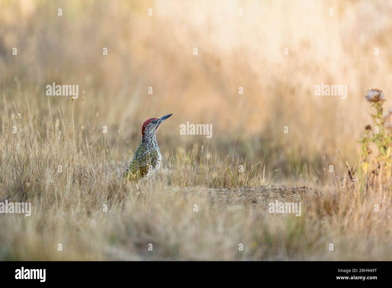 Picus viridis; Juvenile; UK Foto Stock