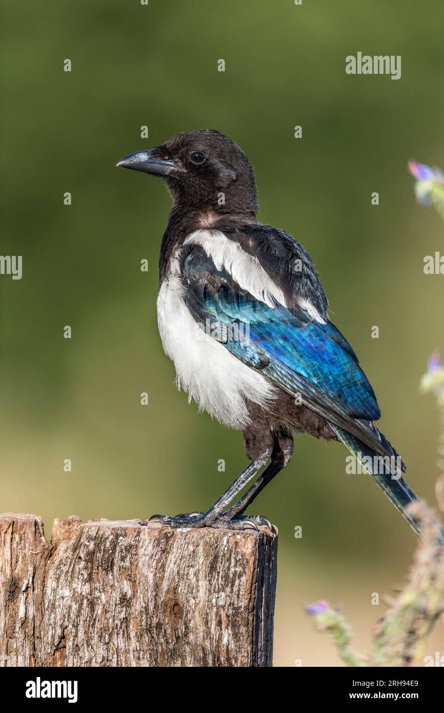 Magpie; Pica pica; On Post; Regno Unito Foto Stock