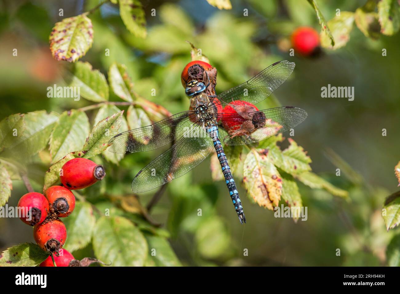 Migrant Hawker; Aeshna mixta; Male; UK Foto Stock