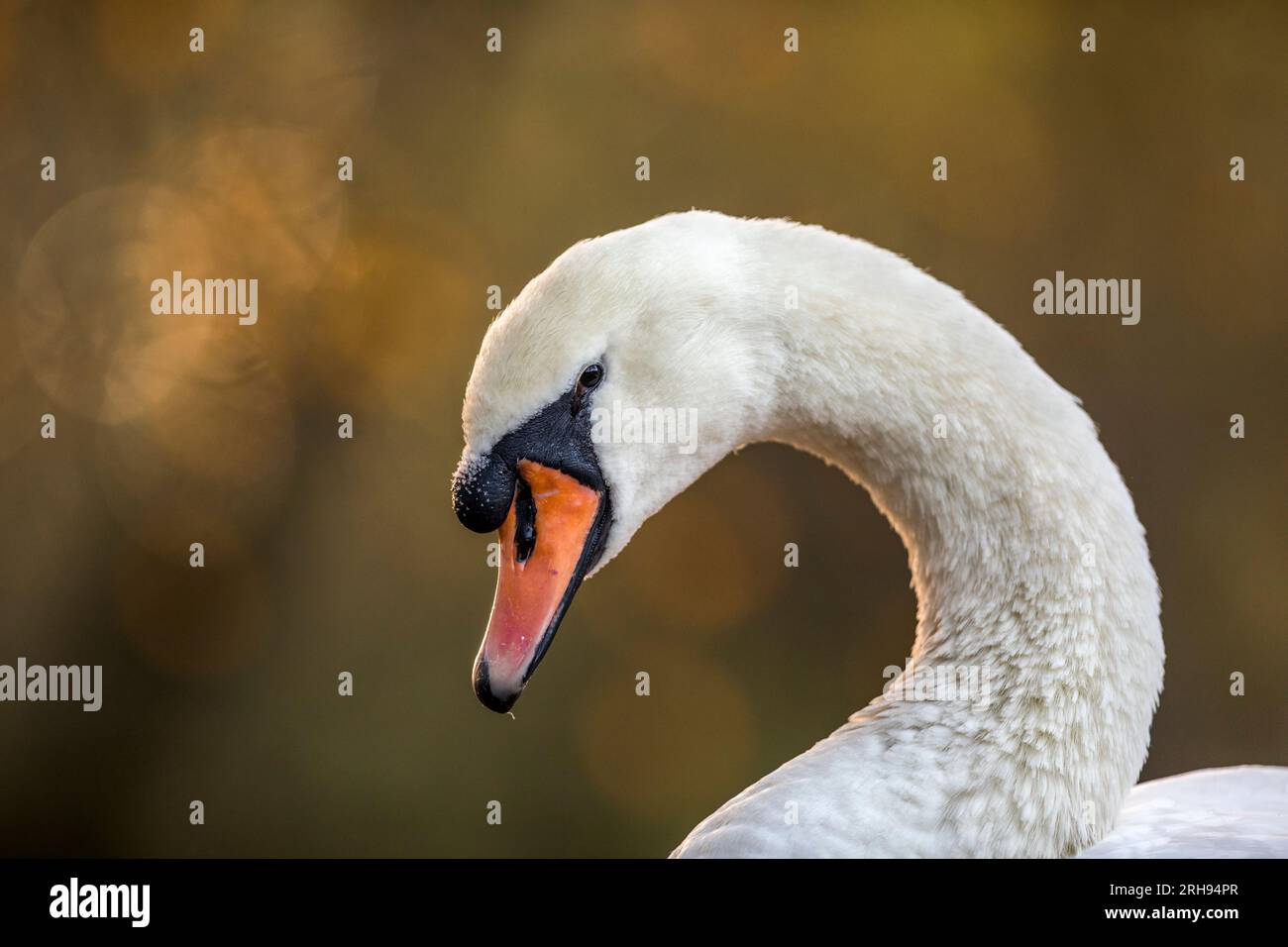 Cigno; Cygnus olor; Ritratto; Regno Unito Foto Stock