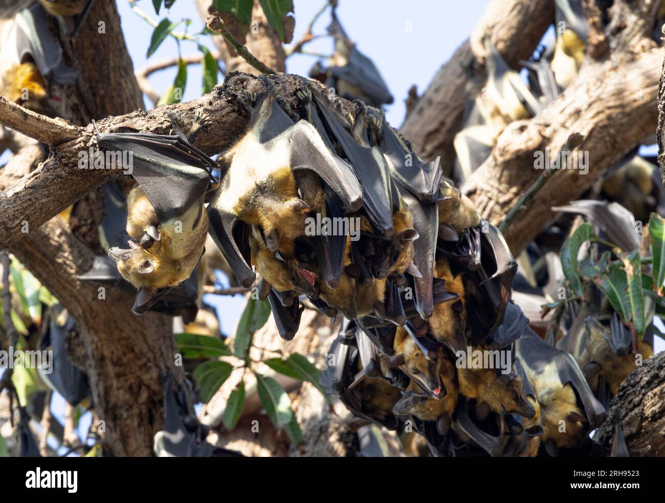 Un gran numero di volpi volanti Pemba vola verso la Tanzania continentale quando i frutti di mango maturano. Si radunano in gran numero in parchi e giardini. Foto Stock