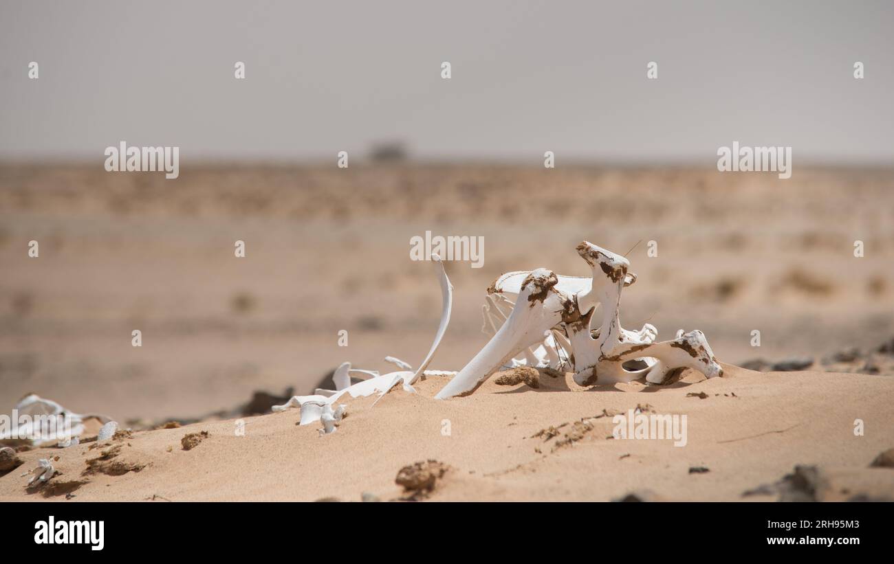 Bones of a Camel in Desert Foto Stock