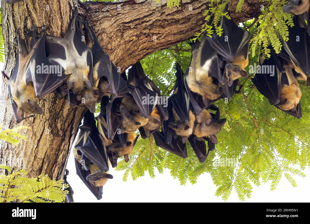Un gran numero di volpi volanti Pemba vola verso la Tanzania continentale quando i frutti di mango maturano. Si radunano in gran numero in parchi e giardini. Foto Stock