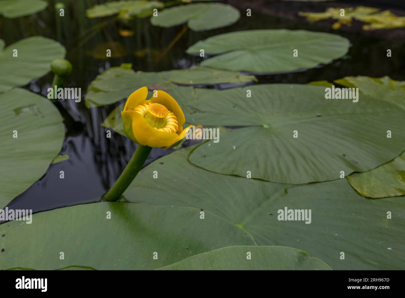 Giglio d'acqua giallo; Nuphar lutea; Fiore; UK Foto Stock