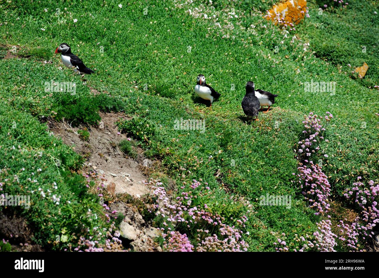 Pulcinella atlantica, fratercula arctica, sull'erba verde in una giornata di sole, Saltee Island, Irlanda Foto Stock