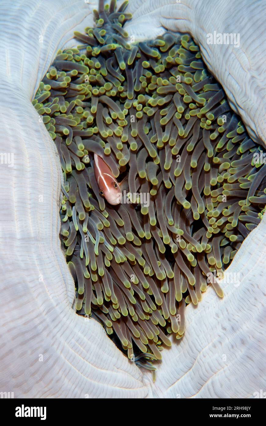 Pesci Anemonefish rosa, periderione anfiprion, nei tentacoli della magnifica palla di Anemone del Mare, Heteractis magnifica, Isola di Rhun, vicino a banda Neira, Maluku Prov Foto Stock